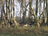 IMG_018.jpg
