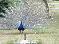 IMG_015.jpg